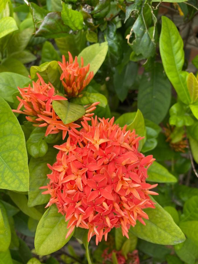 Tam Coc Golden Sky Homestay Νιν Μπιν Εξωτερικό φωτογραφία